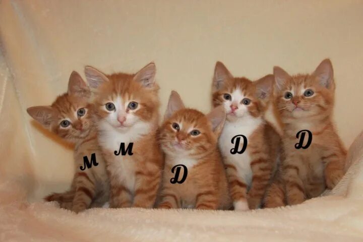 Возьмем кошечку
