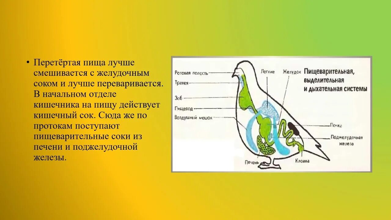 Презентация особенности строения и процессов жизнедеятельности птиц. Строение птицы. Анатомия птиц. Строение птицы биология. Класс птицы строение.