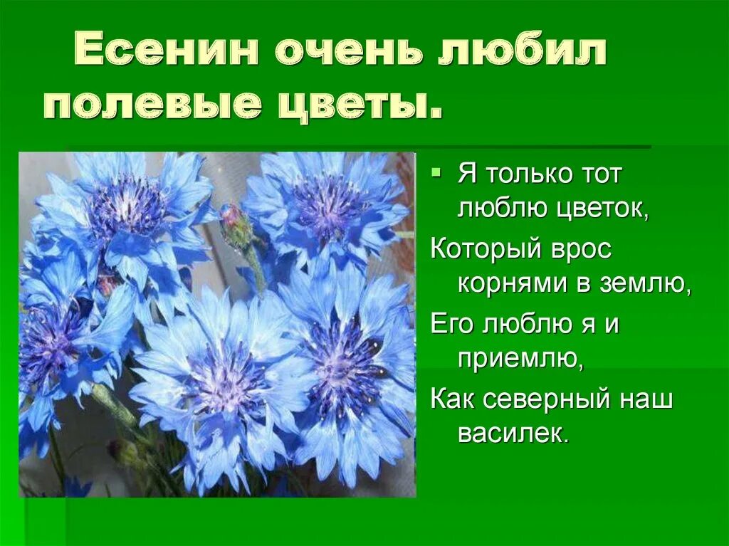 Есенин стихи о цветах. Полевые цветы стих. Поэты о полевых цветах. Есенин в цветах.