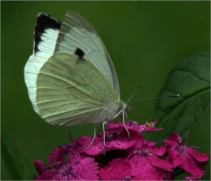 капустница куколка. капустница жук. капустница куколка. бабочка репная белянка. куколка бабочки капустницы фото.