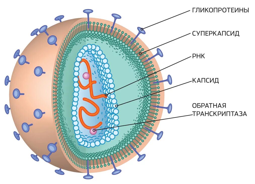 Строение вирусной клетки Вирион. Вирусная клетка строение рисунок. Структура вируса схема. Схема строения клетки вируса. 4 строение вирусов