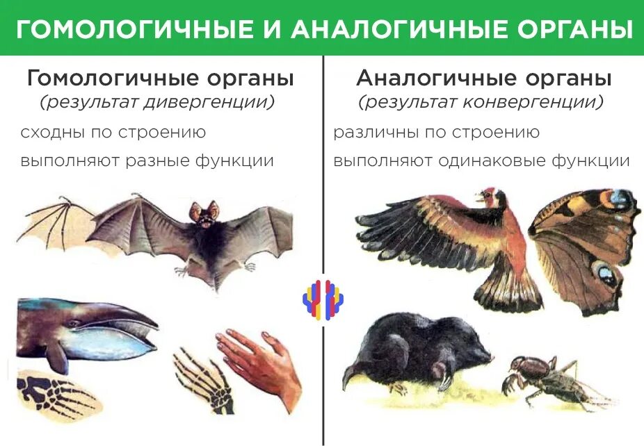 Гомологичные и аналогичные органы. Аналогичные и гомологичные органы дивергенция и конвергенция. Гомологичны е ианалогичне орагны. Гомолочгискный и аналогиченые органы.