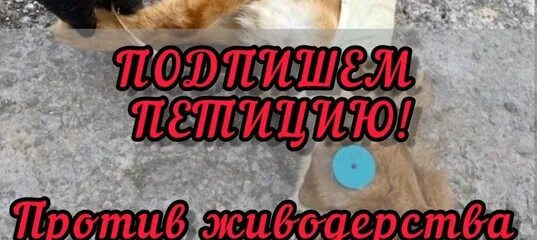 самые популярные котики в китае. петиция котиков в китае. петиция кота твикса. петиция котиков в китае. тасиро остров кошек в японии.