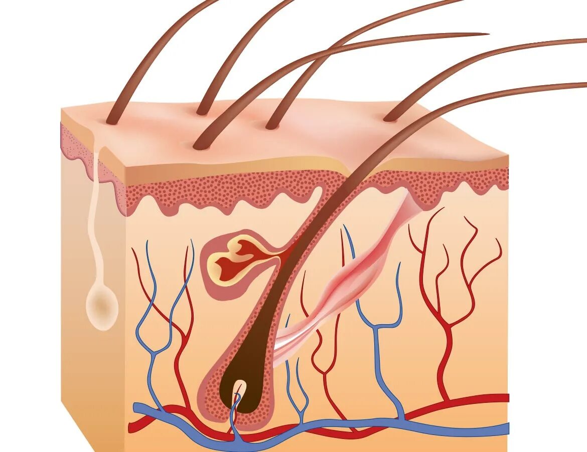 дерма и гиподерма. строение кожи человека эпидермис дерма. дерма эпидерма строение кожи. структура кожи лица. видео дерма.