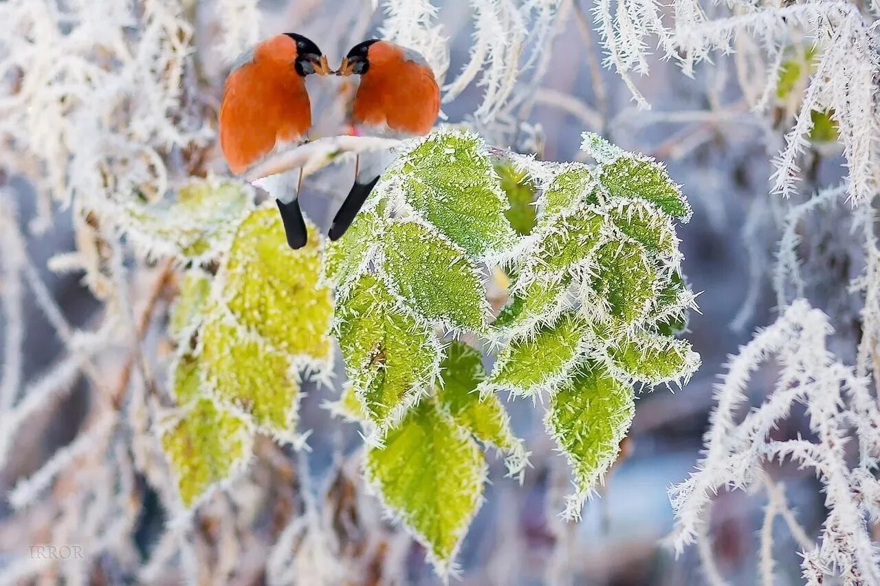 Картинки февраль стильные. Живая природа зимой. Февраль природа. Февраль природа птицы. Красота зимней природы и животных.