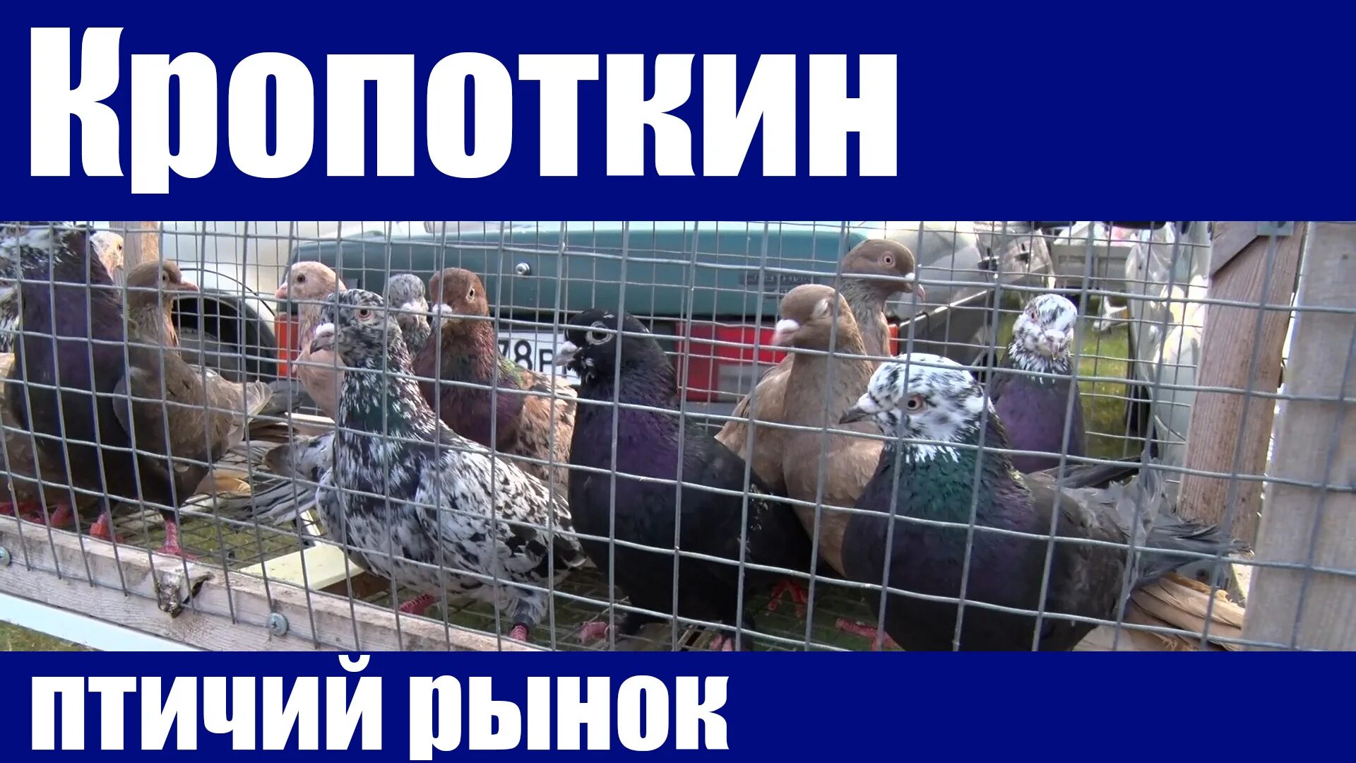Птичий рынок в Кропоткине. Ярмарка голубей в Кропоткине. Голуби на птичьем рынке. Выставка голубей в Кропоткине.