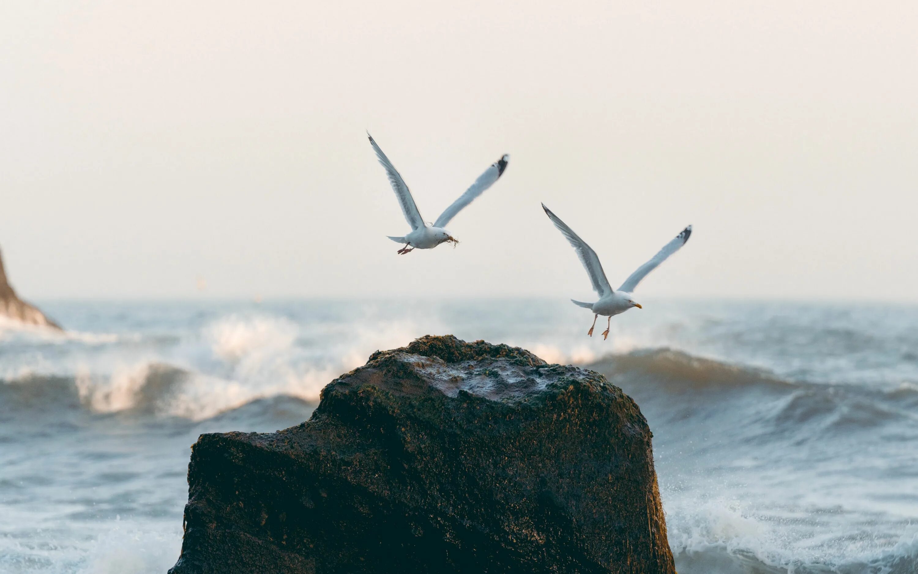 Море чайки закат. Море птицы. Птицы летающие над морем. Крылья над морем. Море, чайки.