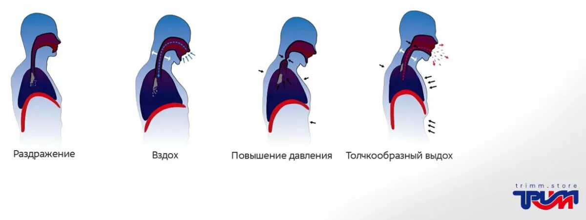 Механизм кашля физиология. Механизм образования кашля. Обучение пациента техн ке кашля. Процесс кашля схема. Этапы рефлекторного кашля