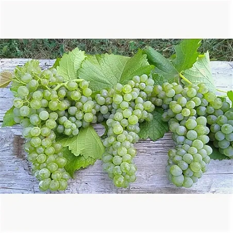 Солярис виноград сорта белого. Виноград солярис. Солярис виноград сорта белого. Виноград солярис отзывы. Виноград плодовый солярис.
