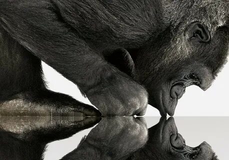 Gorilla glass victus