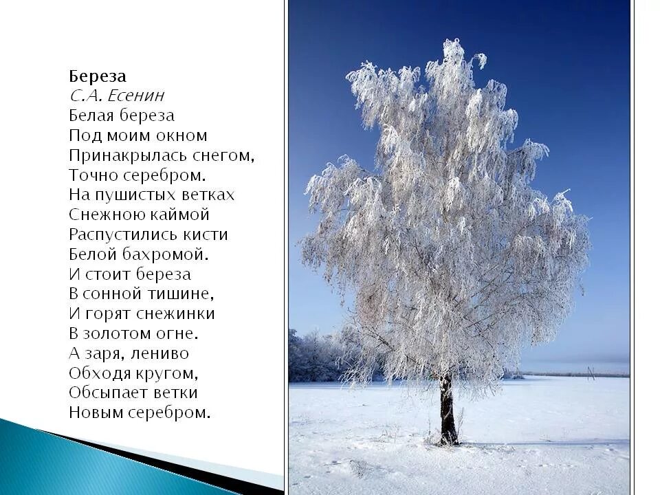 Учить стих есенина береза. Есенин белая береза стихотворение. стихотворение белая береза сергей есенин. стих берёза сергей есенин. сергей есенин береза под моим окном.