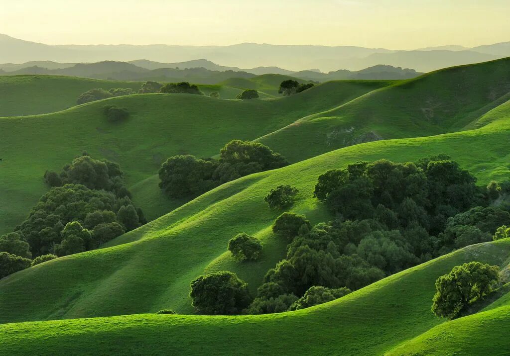 Rolling hills. Зеленые холмы Калифорнии. Зеленые холмы 212525. Грин Хиллс Калифорния. Rolling Hills. Картинки.