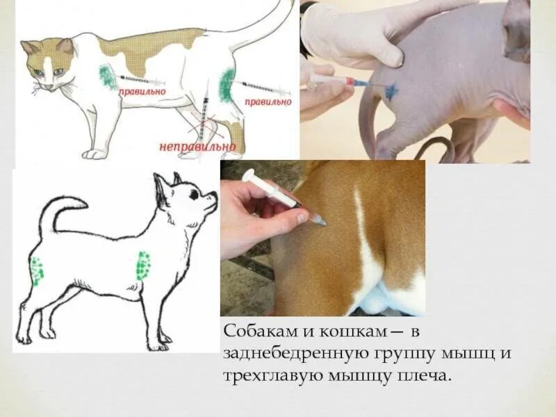 Укол собаке внутримышечно в бедро схема. Внутримышечная инъекция собаке схема. Куда колоть собаке внутримышечно укол схема. Укол собаке внутримышечно схема.