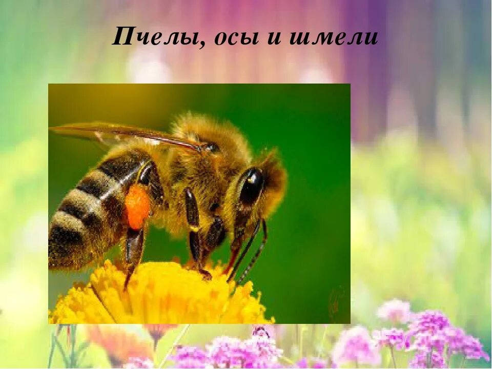 Информация о пчелах 2 класс. Оса пчела Шмель. Окружающий мир пчелы. Проект про пчел. Сообщение о пчелах осах и шмелях.