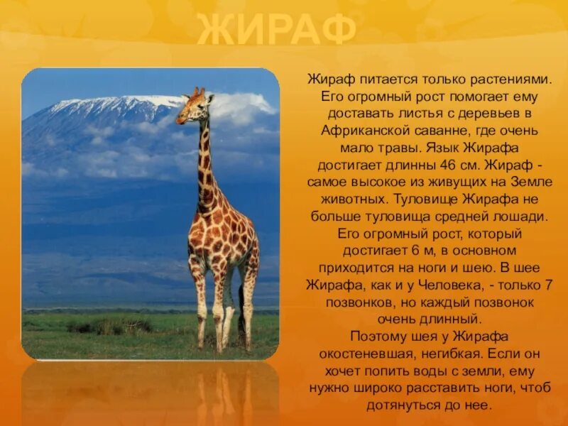 Жираф описание животного. Доклад про животных 3 класс. Рассказ про жирафа 5 класс. Доклад про жирафа 1 класс. Сообщение о зебре.