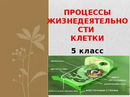 Какие процессы жизнедеятельности характерны для живых клеток