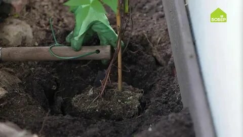 Посадка клематиса в открытый грунт из контейнера