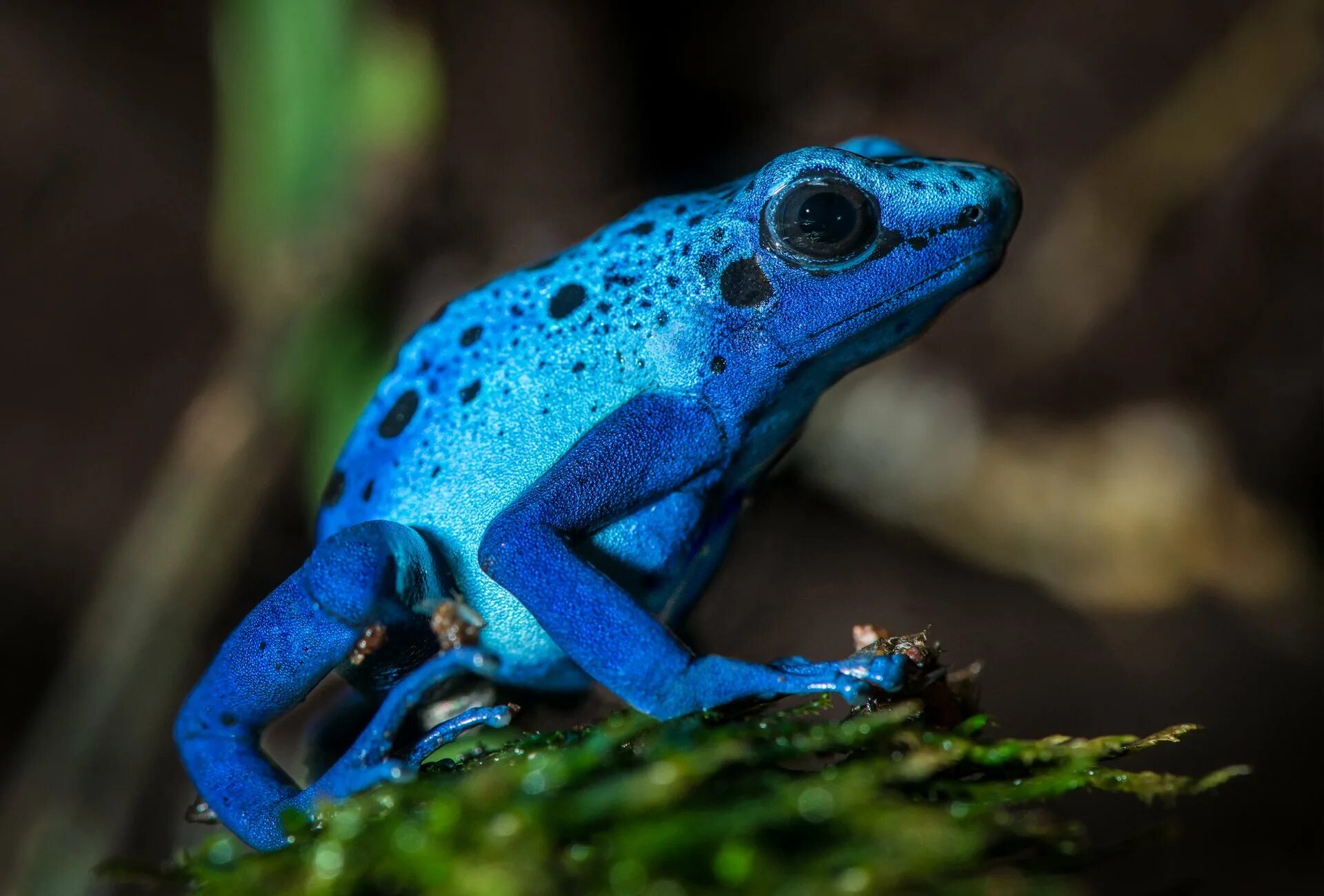 Лягушка квакша зеленая эстетика. Лягушки тритоны и земноводные. Лягушка грин фрог. Бесхвостые земноводные лягушки. Краснопятнистая квакша.