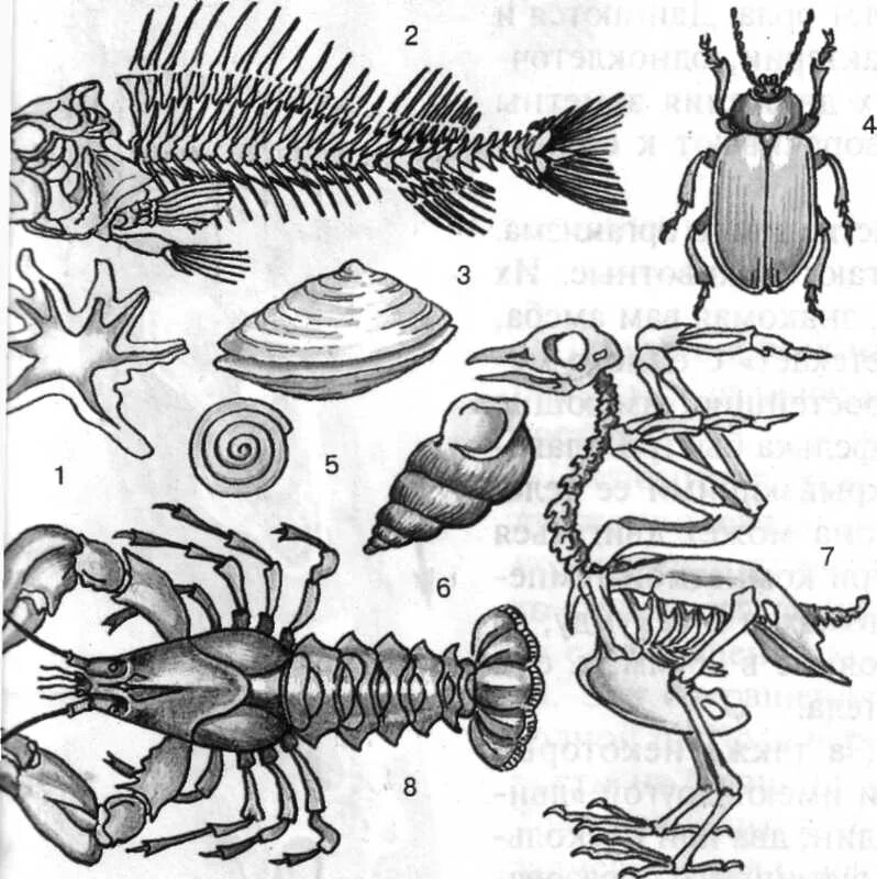 Позвоночные животные 8 класс биология контрольная работа. Внутренний скелет позвоночных. Схема скелета позвоночных. Эволюция скелета позвоночных. Строение скелета позвоночных животных.