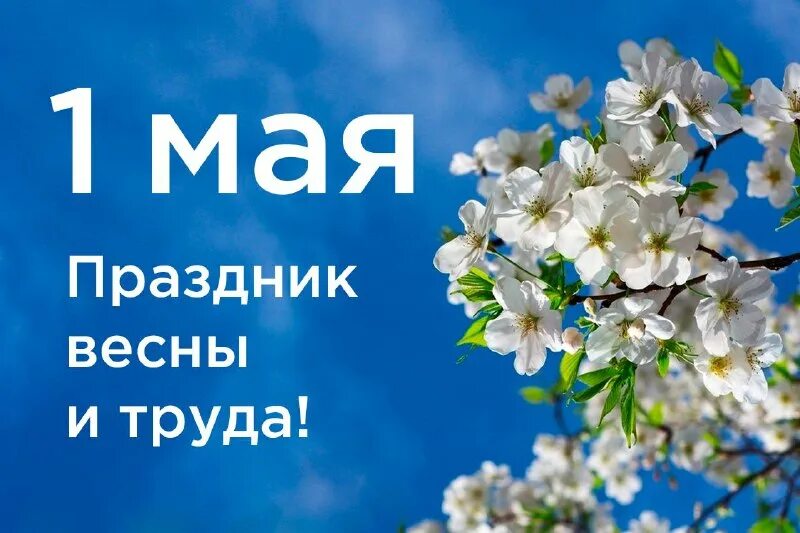 Солнце радость. Изменить мая лета. Запах черемухи. Девушка с полевыми цветами. Девушка под черемухой цветущей.