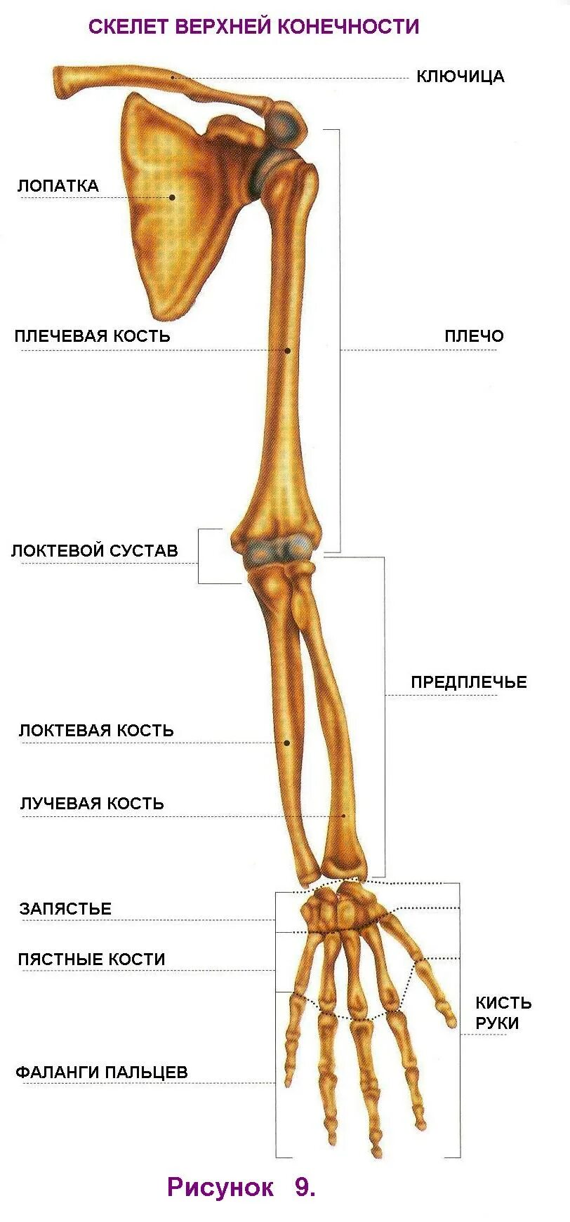 Скелет верхней конечности плечевая кость. Остеология кости верхней конечности. Кости верхней конечности предплечье. Ключица лопатка локтевая лучевая кость кисть.