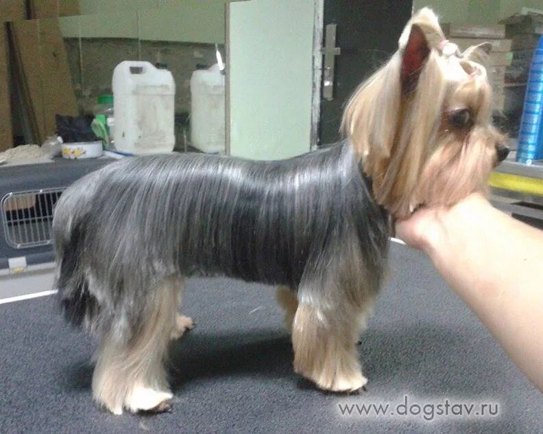 Йоркширский терьер стандарт стрижки. Йорк длинношерстный. Стрижка йорка длинная. Йорк стрижка длинная. Йорк стрижка длинная.