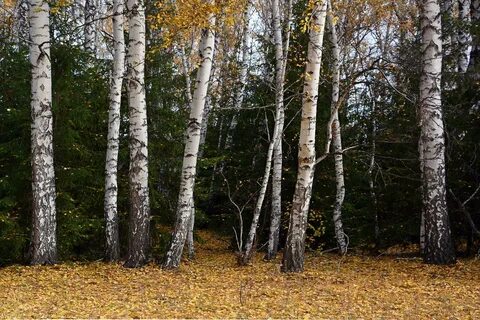 В омском лесу