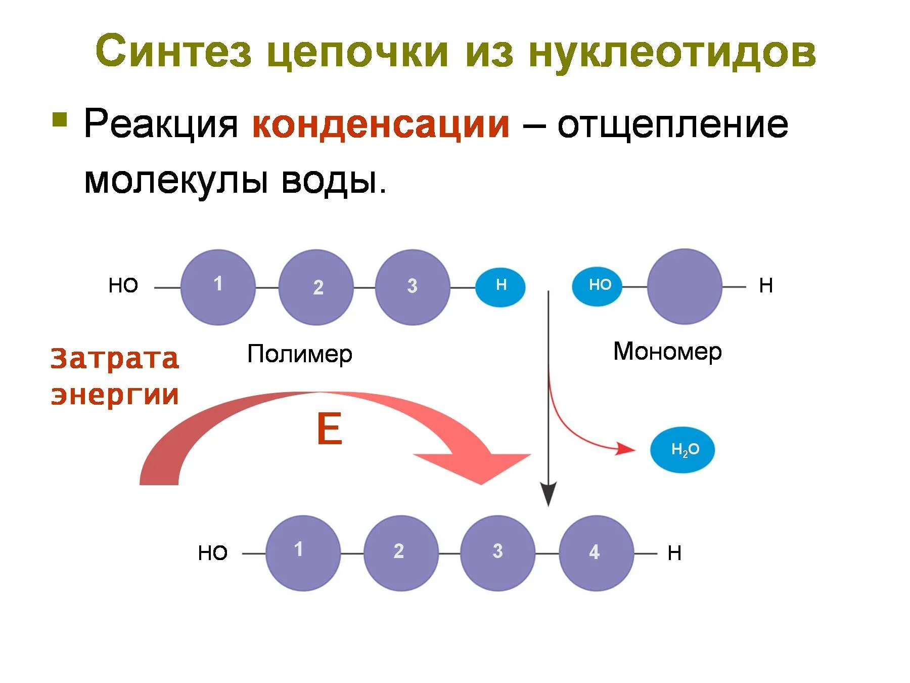 Сущность синтеза. Синтез полимеров. Реакция синтеза полимеров. Технологические методы синтеза полимеров. Цепочка нуклеотидов.