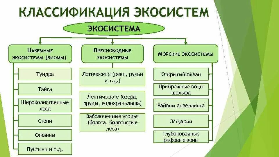 Какие виды три. Классификация экосистем схема. Классификация природных экосистем. Основные типы экосистем. Классификация экологических систем.