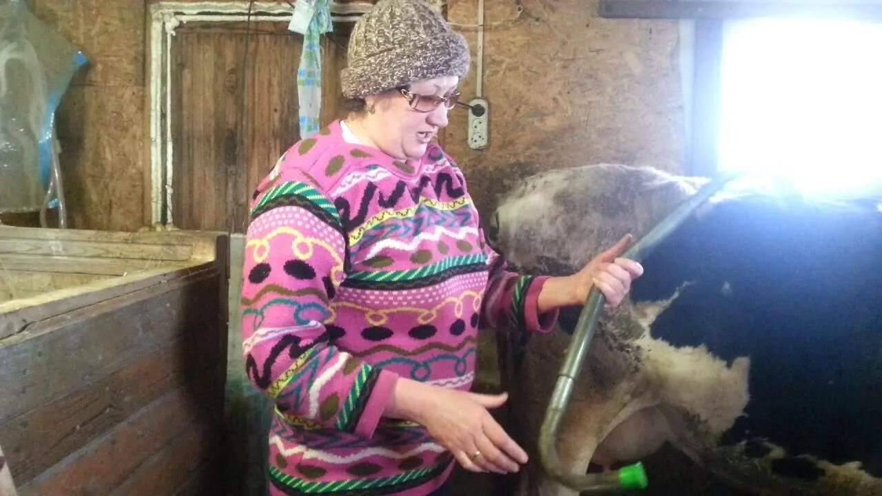 Что делать если корова лягается при доении. Антидрыгалка для коров. приспособление при доение коровы. при дойки коровы антибрык. заговор чтобы корова не лягалась.