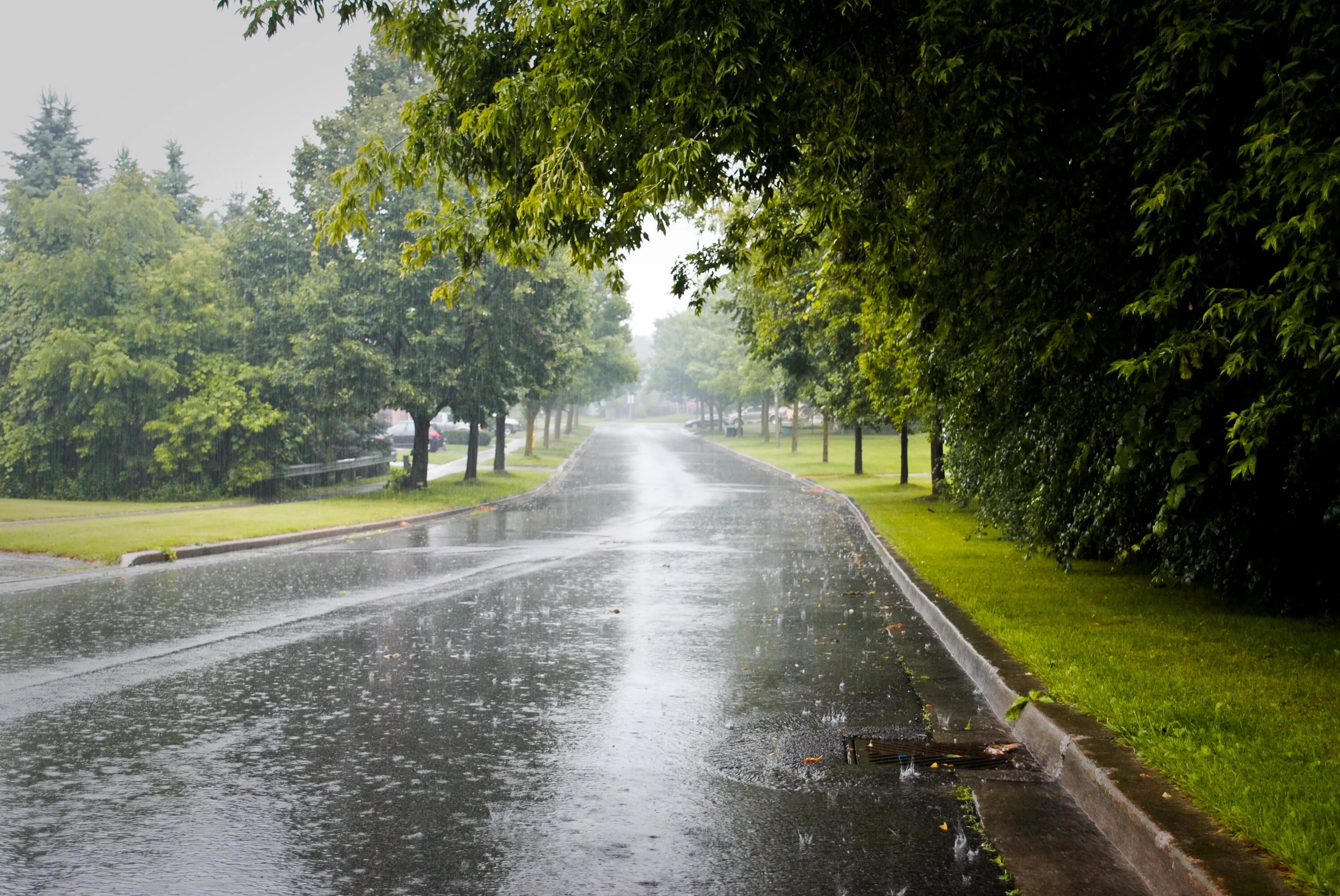 Raining tree