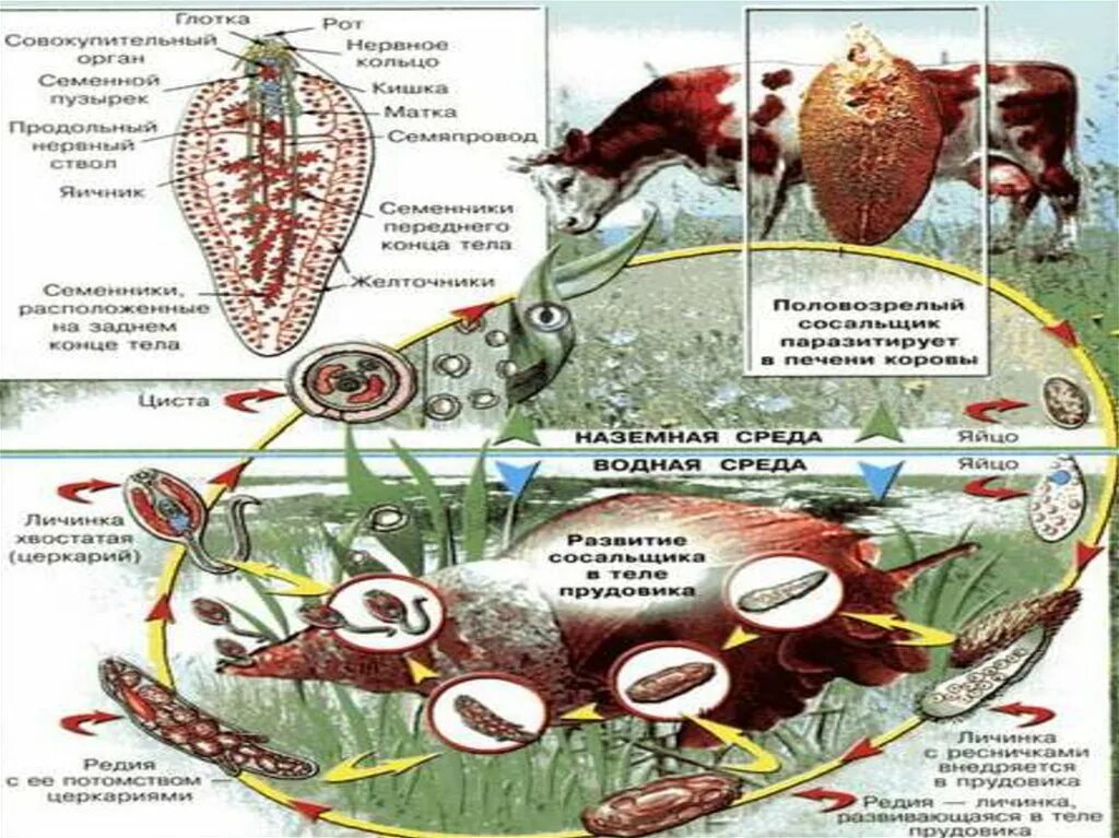 Цикл размножения печеночного сосальщика. Цикл развития печеночного сосальщика биология. Цикл червей сосальщиков. Жизненный цикл сосальщика. Цикл прудовика