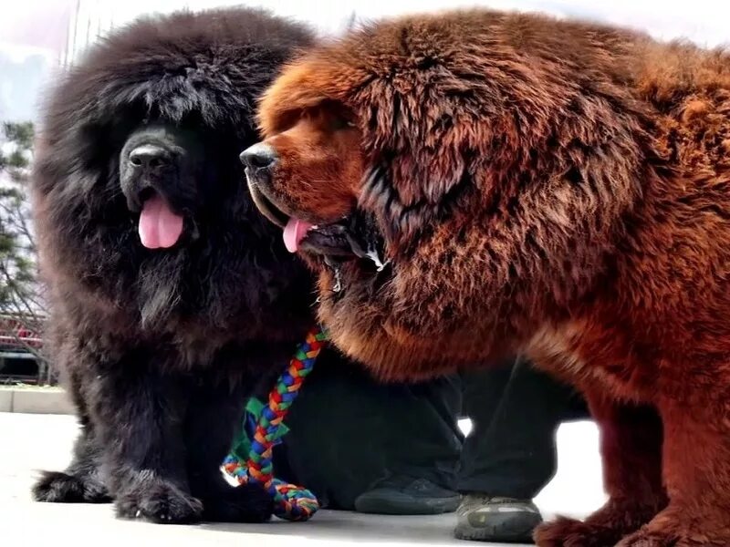 Видео самой большой. Гигантский тибетский мастиф. Самая большая собака в мире тибетский мастиф 112. Порода собак тибетский мастиф медведь. Алиса тибетский мастиф.