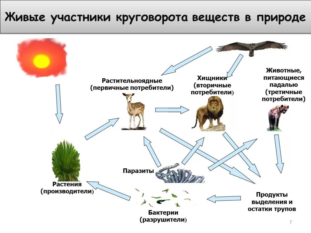 Животные и растения производители. Цепь питания круговорот веществ в природе. Живые участники круговорота веществ. Цепь круговорота веществ в природе. Круговорот веществ в природе схема.