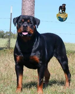 Rott3n