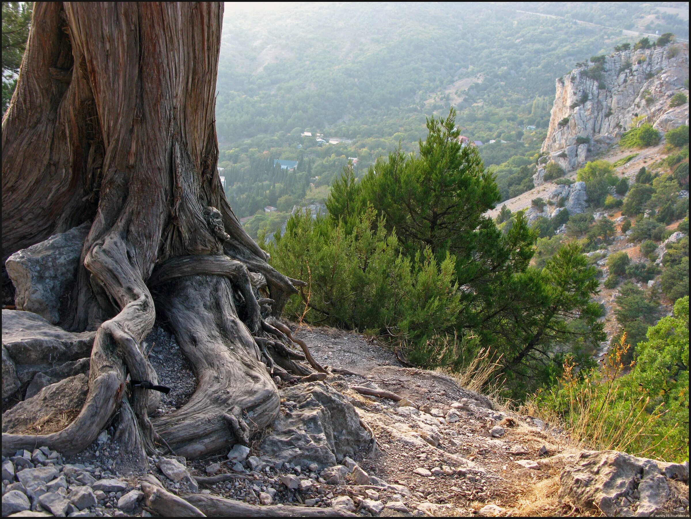 корень. мощь корень. корни дерева в земле. мощное дерево с корнями. корни дерева.