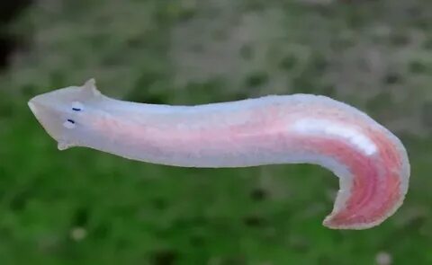 Android жүйесінде Flash Playerсіз онлайн порно көру