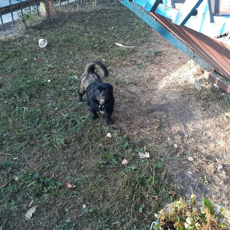 собаки в сыктывкаре. собаки саранск. найдена собака пермь объявления. щенок нюша. найдена хаски сука киров.