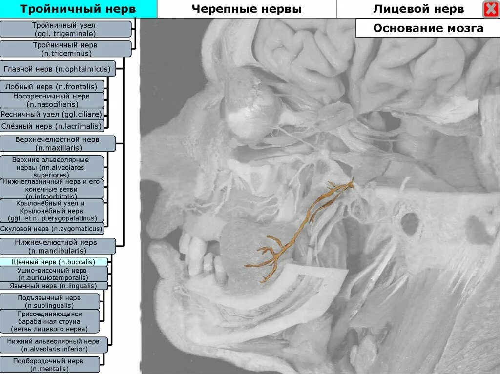 Узлы черепных нервов. Тройничный n. trigeminus. Барабанная струна ветвь лицевого нерва. Узел тройничного нерва. Ветви лицевого нерва.