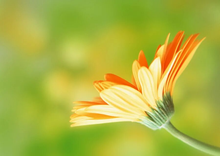 Доброго 9 мая. Доброе утро оранжевые цветы. Позитивного утра. Цветы с пожеланиями хорошего дня. Доброе утро открытки без надписи.