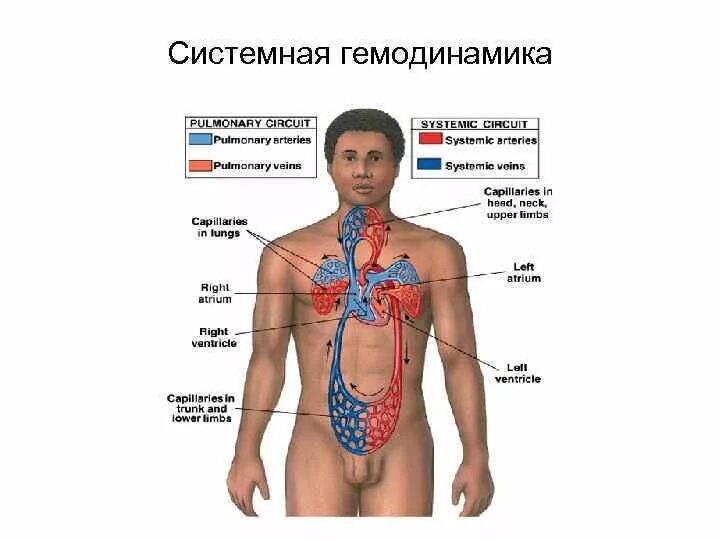 Гемодинамика физиология. Физиологические основы гемодинамики. Системная гемодинамика это. Гемодинамика нормальная физиология. Система гемодинамики