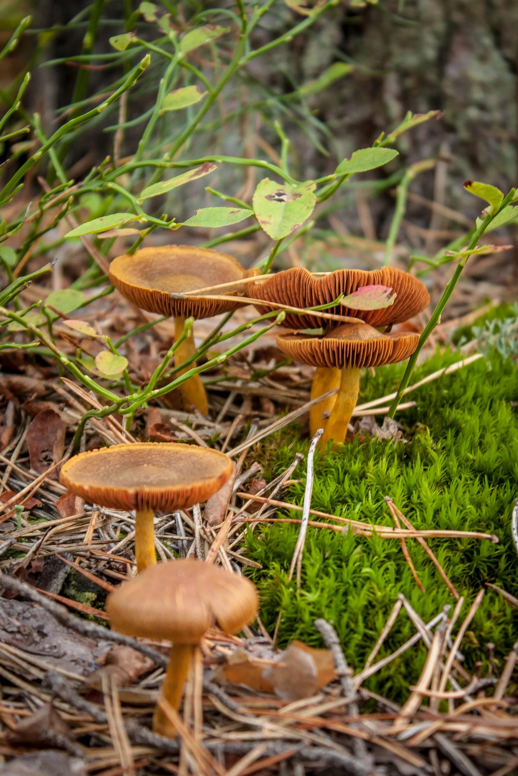 Грибы игла. Грибы в Сосновом лесу. Осенние грибы в Сосновом лесу. Съедобные грибы в Сосновом лесу. Осенние съедобные грибы в Сосновом лесу.