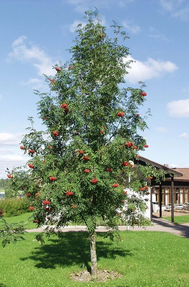 Рябина обыкновенная (sorbus aucuparia l. Рябина обыкновенная дерево. Дерево рябина фото. Рябина обыкновенная sorbus aucuparia. Дерево рябина фото.