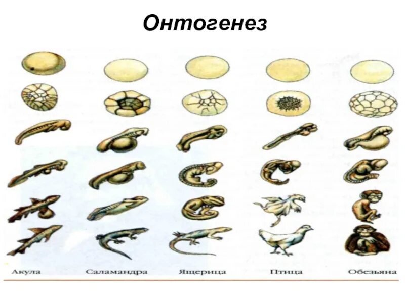 Онтогенез. Онтогенез лягушки стадии. Индивидуальное развитие животных. Схема онтогенеза животных.