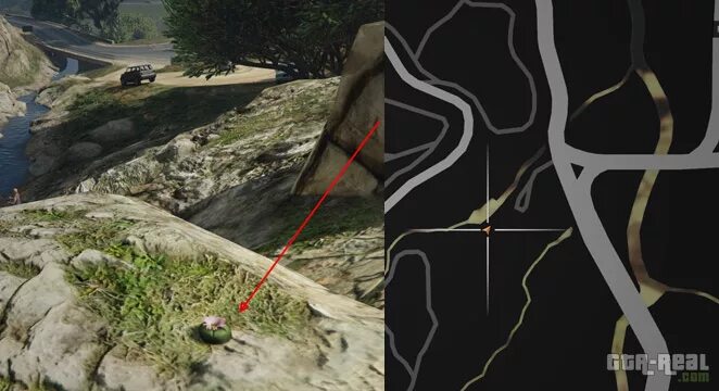 Местонахождение лофофоры в гта 5. Карта лофофор в гта 5. Gta 5 лофофоры карта. Gta 5 лофофоры карта. Лофофоры место.
