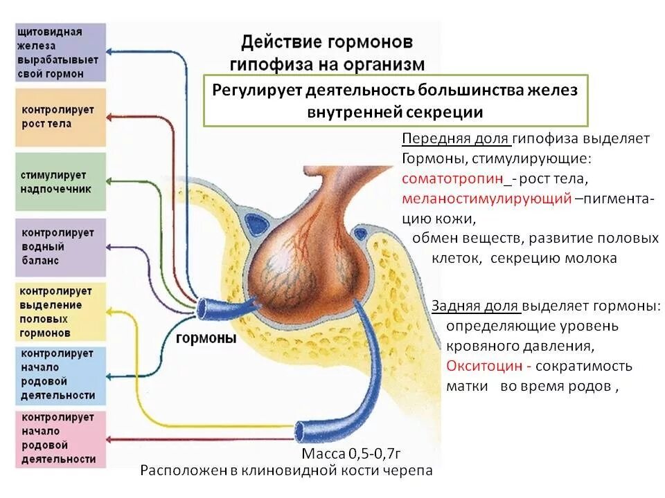 Выделяется гипофизом. Гормоны регулирующие функции гипофиза. Строение гормонов передней доли гипофиза. Гипофиз гормоны выделяемые железой. Деятельность половых желез регулирует гормон гипофиза.