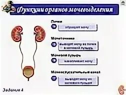 Тест мочевыделительная система и кожа 8 класс. Функции почек мочеточников мочевого пузыря. Выделительная система человека таблица. Мочевыделительная система человека таблица. Орган строение функции мочевого пузыря.