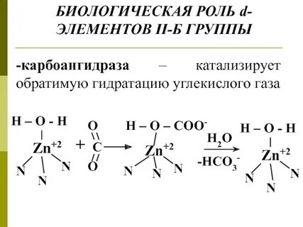 Карбоангидраза