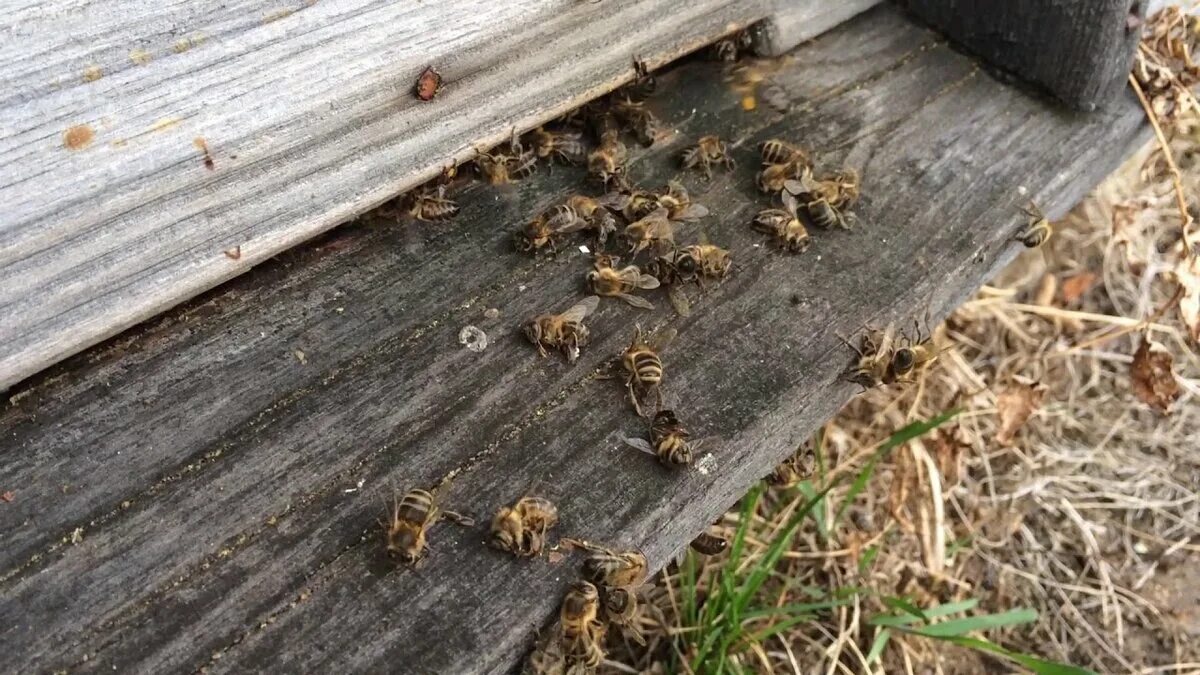 Пчелы гибнут. Пчелиный подмор в улье. Мертвая пчела. Вымирание пчел. Гибель пчел.