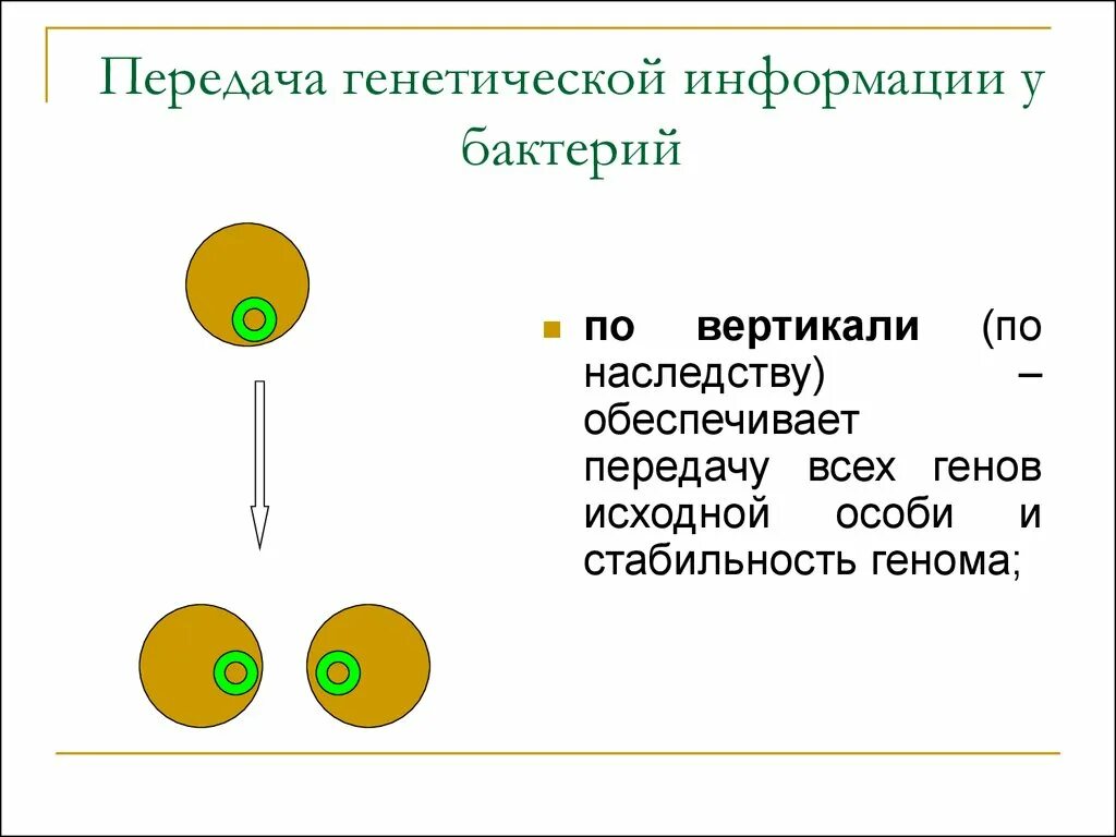 Пути передачи наследственной информации. Передача генетической информации у бактерий. передача наследственной информации у бактерий. способы передачи генетической информации у бактерий. механизмы передачи генетической информации у бактерий.
